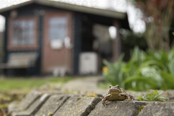 Common frog (Rana temporaria) adult amphibian in a garden with a shed in the background in spring,