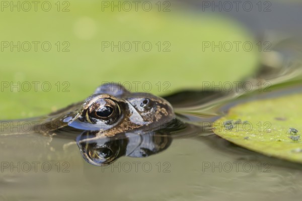 Common frog (Rana temporaria) adult amphibian on the water surface of a garden pond amongst water
