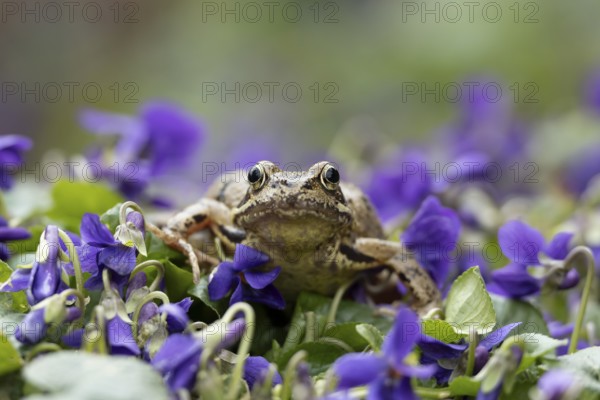 Common frog (Rana temporaria) adult amphibian on garden blue violet flowers in spring, England,