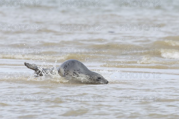 Atlantic grey seal (Halichoerus grypus) adult animal in the shallow sea on a seaside beach,