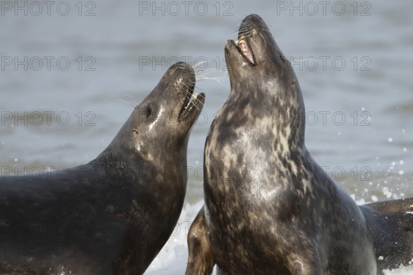 Atlantic grey seal (Halichoerus grypus) two adult animals courting in love in the sea waves on a