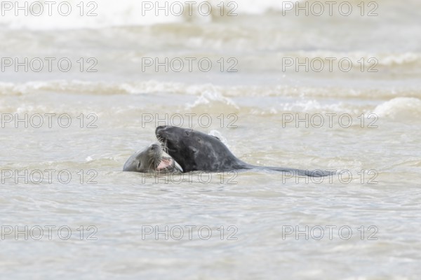 Atlantic grey seal (Halichoerus grypus) two adult animals courting in love in the sea, England,
