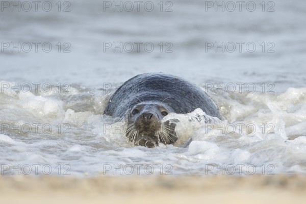 Atlantic grey seal (Halichoerus grypus) adult animal relaxing in the shallow water of the sea at a
