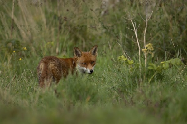 Red fox (Vulpes vulpes) adult animal in countryside grassland, England, United Kingdom