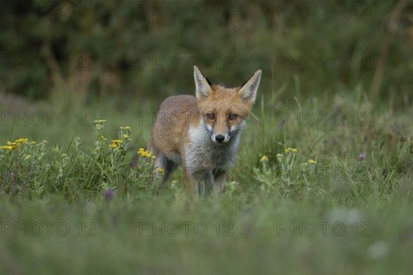 Red fox (Vulpes vulpes) juvenile baby cub animal in countryside grassland with wildflowers in