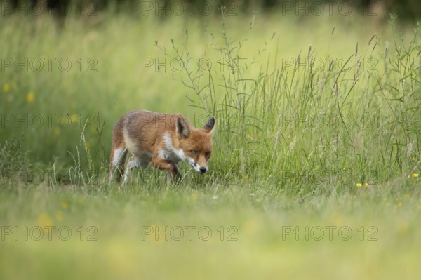 Red fox (Vulpes vulpes) adult animal in countryside grassland in summer, England, United Kingdom