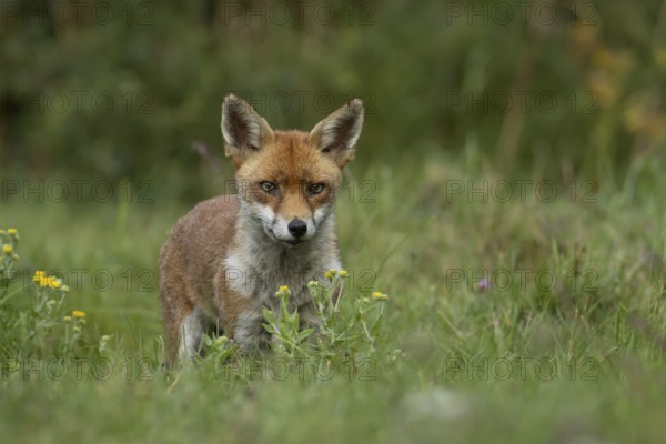 Red fox (Vulpes vulpes) adult animal in countryside grassland with wildflowers in summer, England,