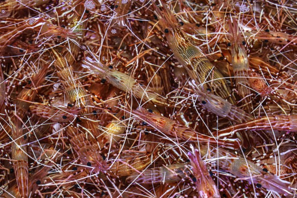 Shrimps in large quantities at the Jagalchi fish market in Busan, Busan, South Korea