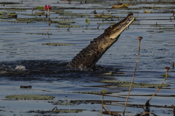 Saltwater crocodile rises from the water in Kakadu National Park, Kakadu National Park, Northern