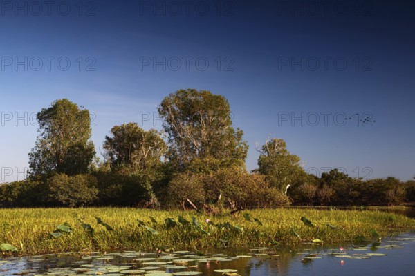 Lush wetlands with tall trees under a clear sky in Kakadu National Park, Kakadu National Park,