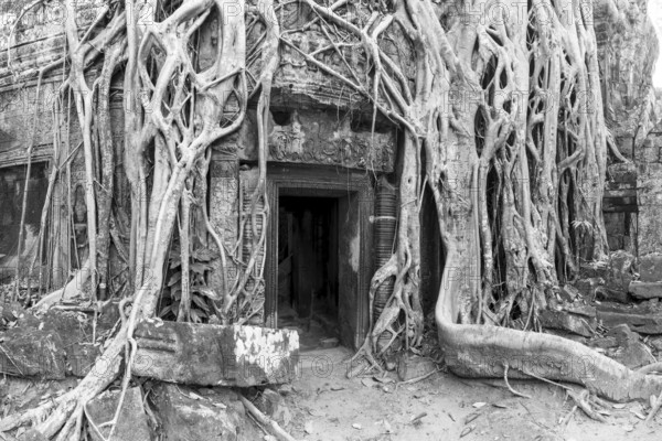 Tetrameles (Tetrameles nudiflora), tree conquers with its roots the ruins of the temple complex of