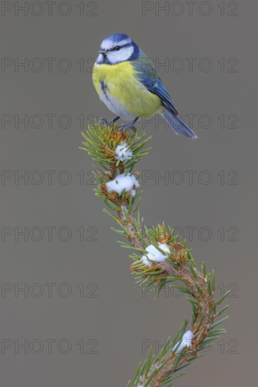 Blue tit (Cyanistes caeruleus), on a snow-covered spruce top, Swabian Alb biosphere reserve,