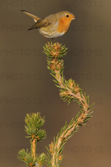 European robin (Erithacus rubecula), on spruce top, Swabian Alb biosphere reserve,