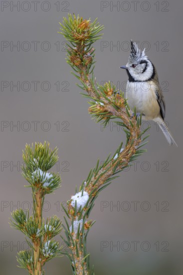 Crested Tit (Lophophanes Scalloped ribbonfish), on a spruce top covered with snow, Swabian Alb