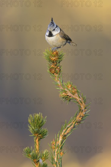 Crested Tit (Lophophanes cristatus), on spruce top, Swabian Alb Biosphere Reserve,