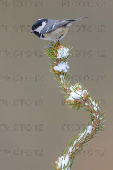 Fir tit (Periparus ater), on a spruce top covered with snow, Swabian Alb biosphere reserve,