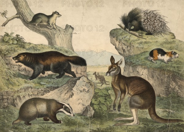 Animals: Wolverine, Gulo boreclis, Badger, Meles vulgaris, Oppossum, Didelphys virginiana, giant