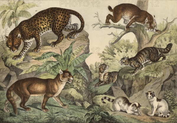 Predators, cats: leopard, Felis pardus, Vuguar or Cougar, Felis concolor, lynx, Felis lynx, wild