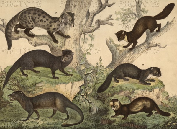 Predators: Civet cat, Viverra zibetha, ichneumon, herpestes ichneumon, mongoose, herpestes