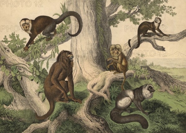 Monkeys and half-monkeys: red howler monkey, Mycetes seniculus, capuchin monkey, Bebus capucinus,