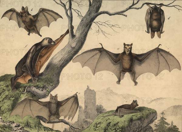 Fluttering animals: flying dog, pteropus edulis, vampire, phillostoma spectrum, bat, vesperugo