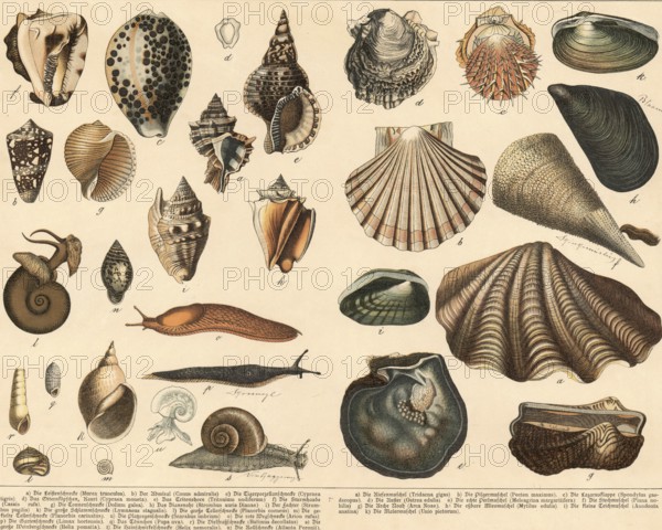 Animals: snails and mussels, school painting, authentic reproduction of a school mural, around