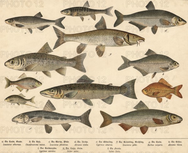 Animals, fish, school picture, authentic reproduction of a school mural, around 1900, exact date