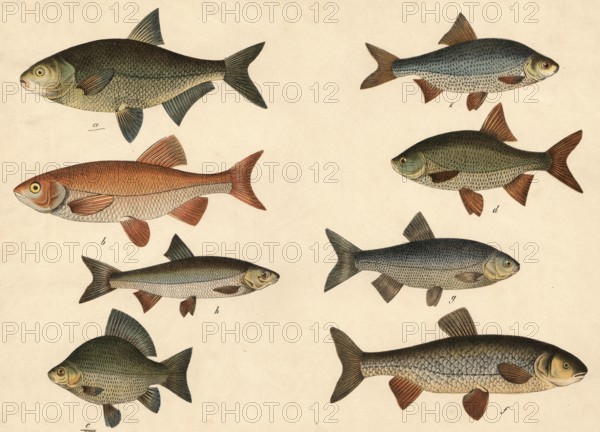 Animals, fish: bream, Abramis brama, orf or golden village, Cyprinus orfus, crucian carp, Cyprinus