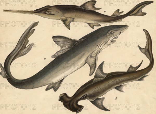 Animals, fish: human shark, Carcharias vulgaris, hammerhead shark, Squalus zygaena, sawfish,
