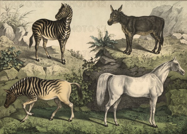 Animals: Arab horse, Equus caballus, donkey, Equus asinus, zebra, Hippotigris zebra, quagga,