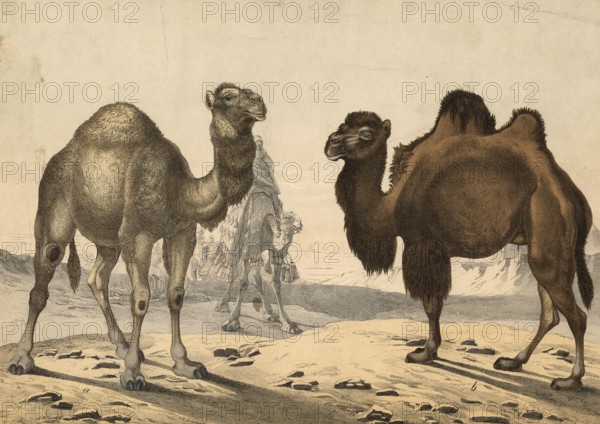 Animals: dromedary, Camelus dromedarius, two-humped camel, Camelus bactrianus, school painting,