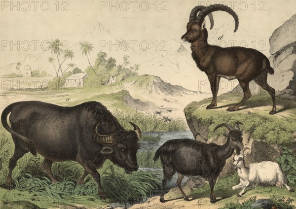 Animals: buffalo, Bubalus vulgaris, domestic goat, Capra hircus, Capra ibex alpinus, school