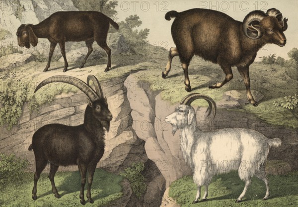 Animals: Bezoar goat, Capra aegagrus aegagrus, cashmere goat, Hircus laniger, Argali, Caprovis
