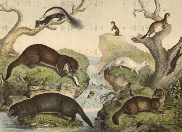 Predators: weasel, mustela vulgaris, large weasel, mustela erminea, ferret, mustela furo, sable,