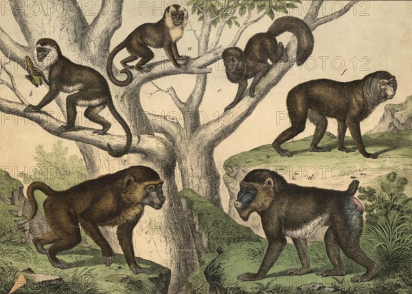 Monkeys: Rolled monkey, Cobus apella, Moncat, Cercopithecus sabaeus, Babuin, Cynocephalus babuin,