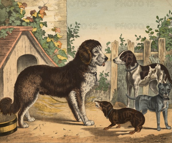 Animals: dogs, domestic dogs, Canis lupus familiaris, school painting, authentic reproduction of a