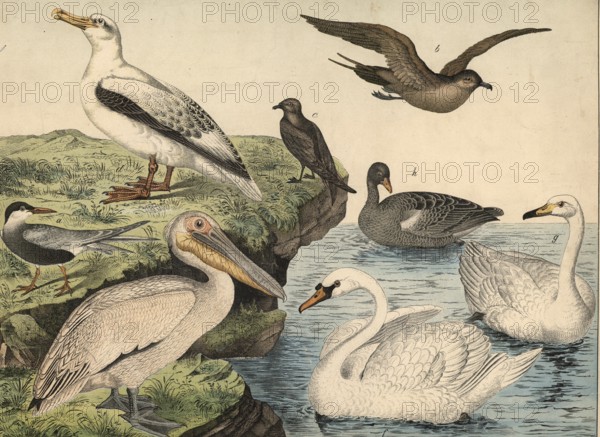 Animals, birds, swimming birds: sea swallow, Sterna hirundo, predatory gull, Lestris pomarina,