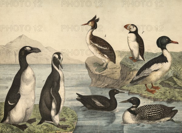 Animals, birds, swimming birds: Great Saeger, Mergus merganser, Grebe, Podiceps cristatus, Sea