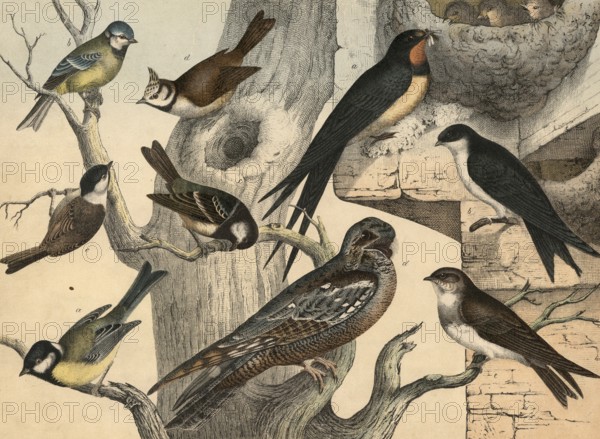 Animals, birds: Great tit, Parus major, blue tit, Parus coeruleus, pine tit, Periparus ater,
