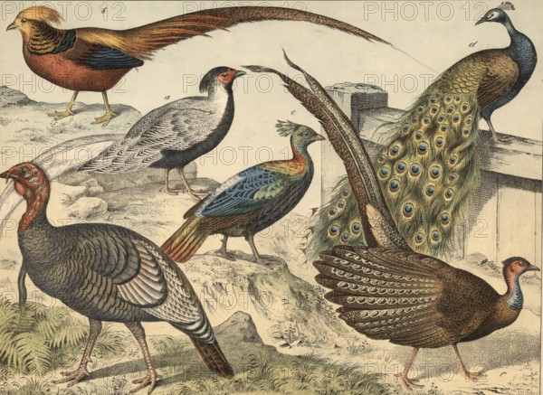 Animals, chicken-like birds: silver pheasant, Phasianus nycthemerus, golden pheasant, Phasianus