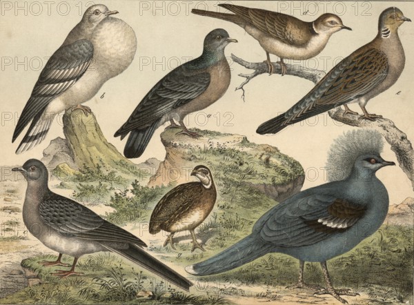 Animals, dove-like birds: wooden dove, columba oenas, goiter dove, columba gutturosa, wandering