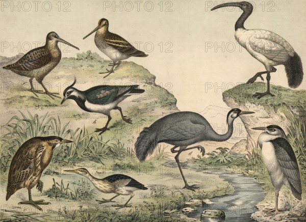 Animals, birds, swamp birds: stinging heron, Ardea nyctiecorax, bittern, Ardea minuta, large