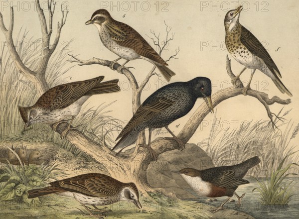 Animals, birds, starlings and pinnippers: skylark, Alauda arvensis, woodlark, Alauda arborea,