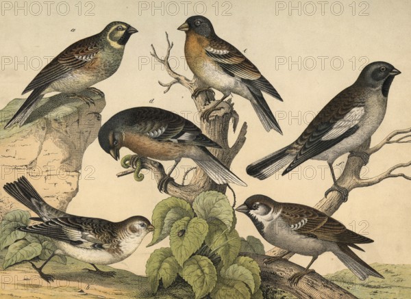 Animals, birds: fence bunting, Emberiza cirlus, snow sparrow, Emberiza nivalis, sparrow, Fringilla