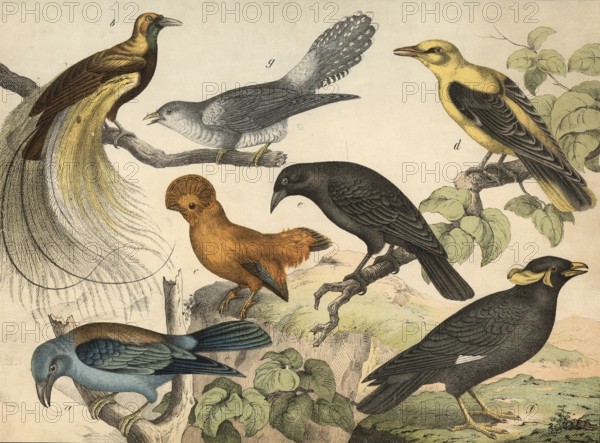Animals, birds: almond crow, Coracias garrula, bird of paradise, Paradisea apoda, rock grouse,