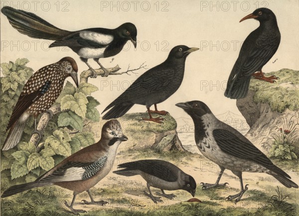 Animals, birds, corvids: cloud crow, Corvus cornix, jackdaw, Corvus monedula, jay, Garrulus