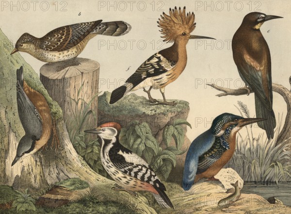 Animals, birds: Great Spotted Woodpecker, Picus medius, Wendeck, Yunx torquilla, Nuthatch, Sitta