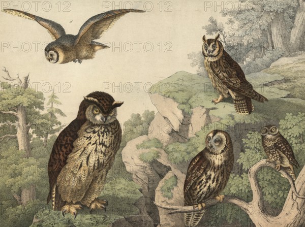 Animals, night owl: eagle owl, bubo maximus, long-eared owl, otus vulgaris, tawny owl, ulula aluco,