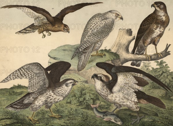 Animals, day predators: corn harrier, circus pygargus, buzzard, Buteo vulgaris, osprey, Pandion
