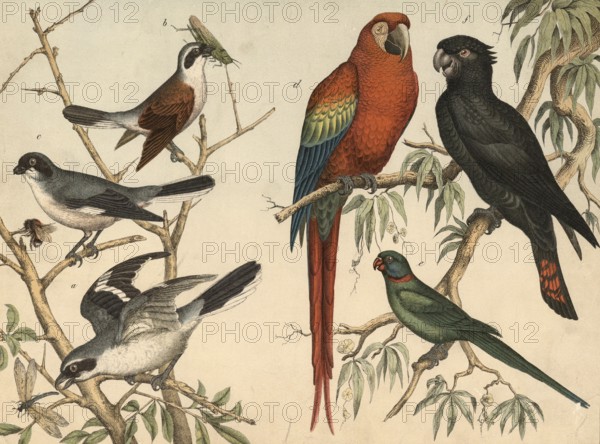 Animals, birds: Shrikes (left) and parrots (right) : Great Shrike, Lanius excubitor, Red-backed